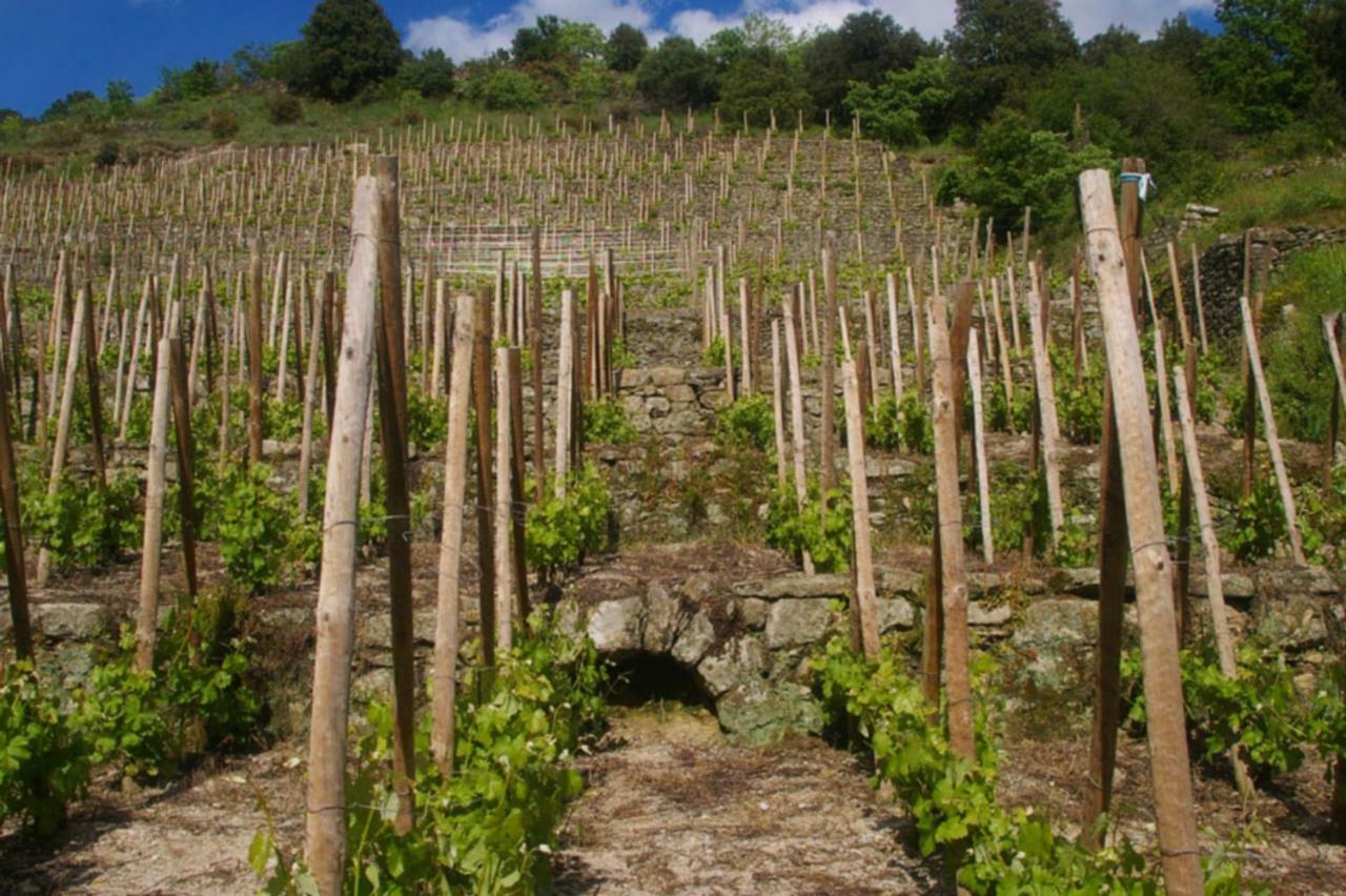Gite Du Tilleul - 2 Etoiles - Domaine De L'Olivier Faugeres  外观 照片